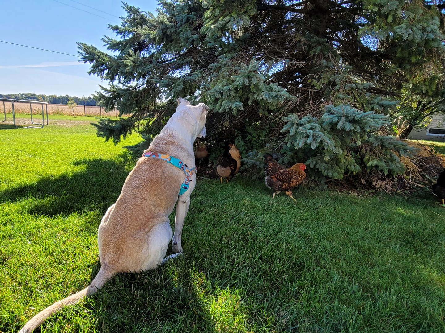 Coop guarding the flock